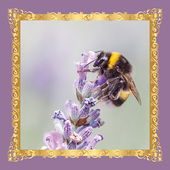 Abeille sur Lavande