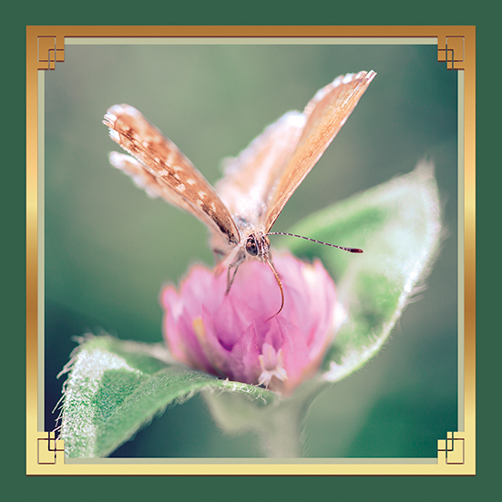 papillon Beige