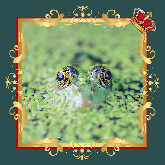 grenouille