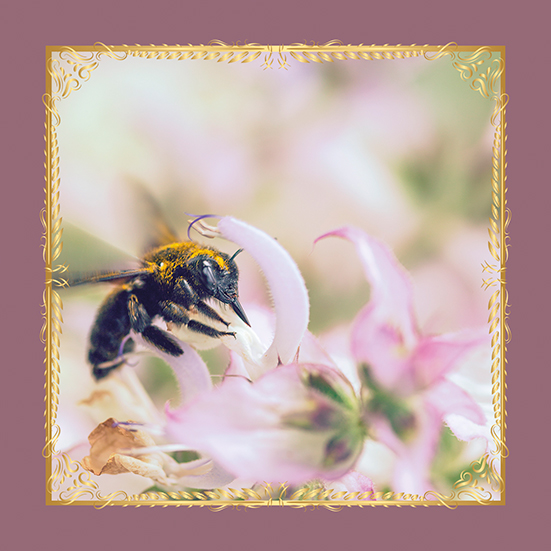 Bourdon