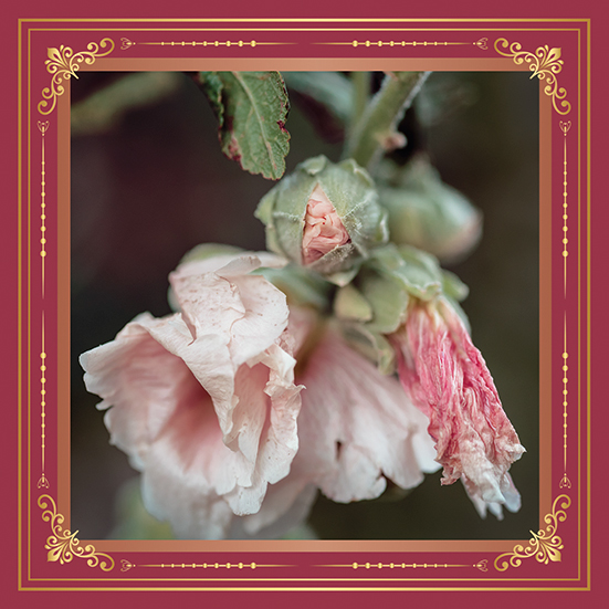 fleur d'hibiscus