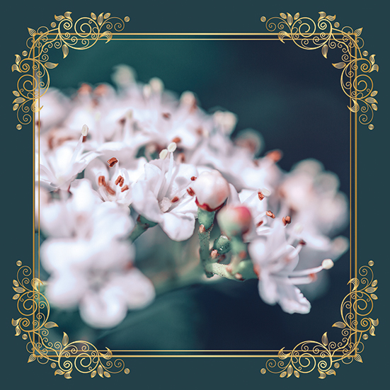 fleurs blanches