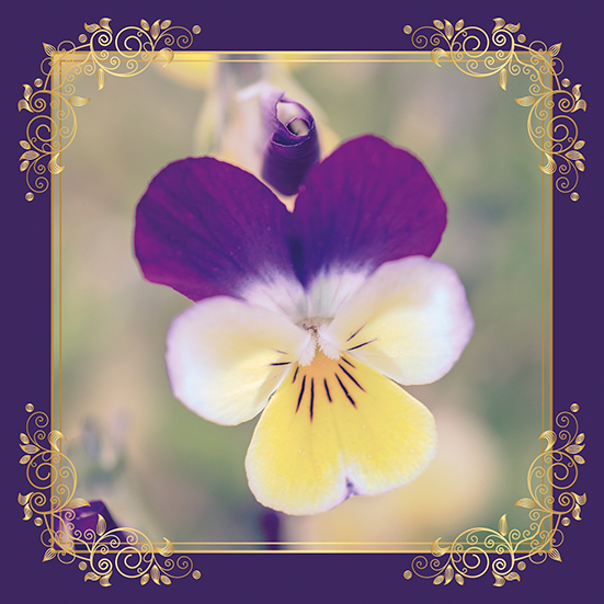 fleur pensée