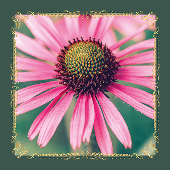 fleur