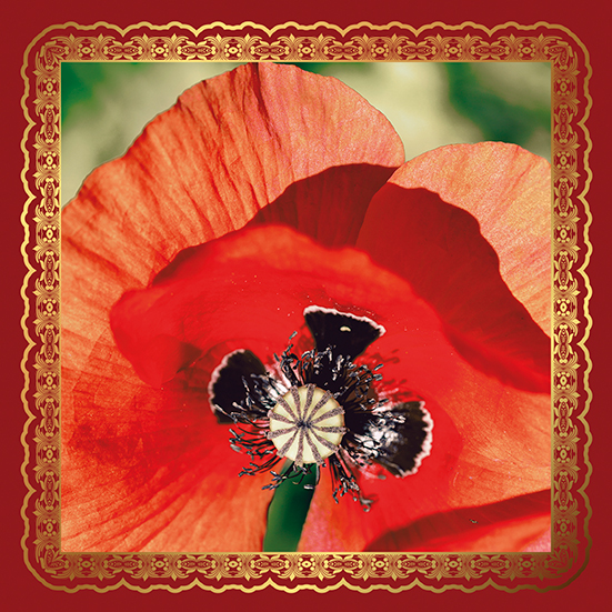 fleur coquelicot
