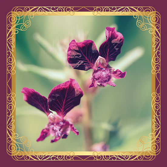 fleurs gueules de loup