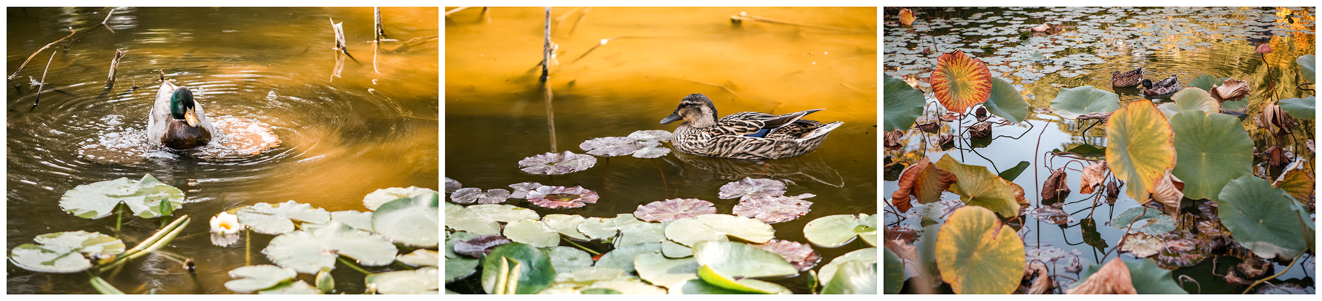 La rencontre, Jardin des Plantes - Montpellier