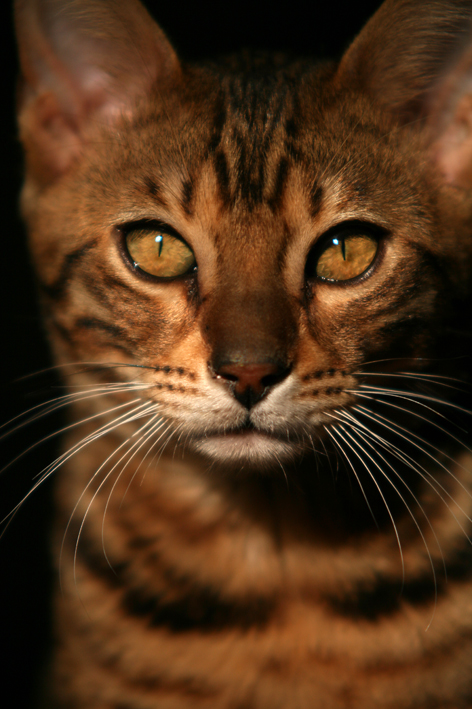 Fenjah, chat du Bengale - Bain de soleil sur la table