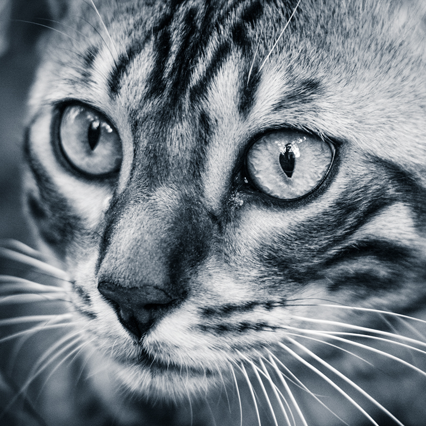 Fenjah, chat du Bengale - Portrait