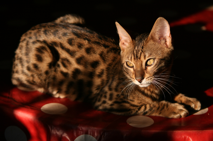 Fenjah, chat du Bengale - Bain de soleil sur la table