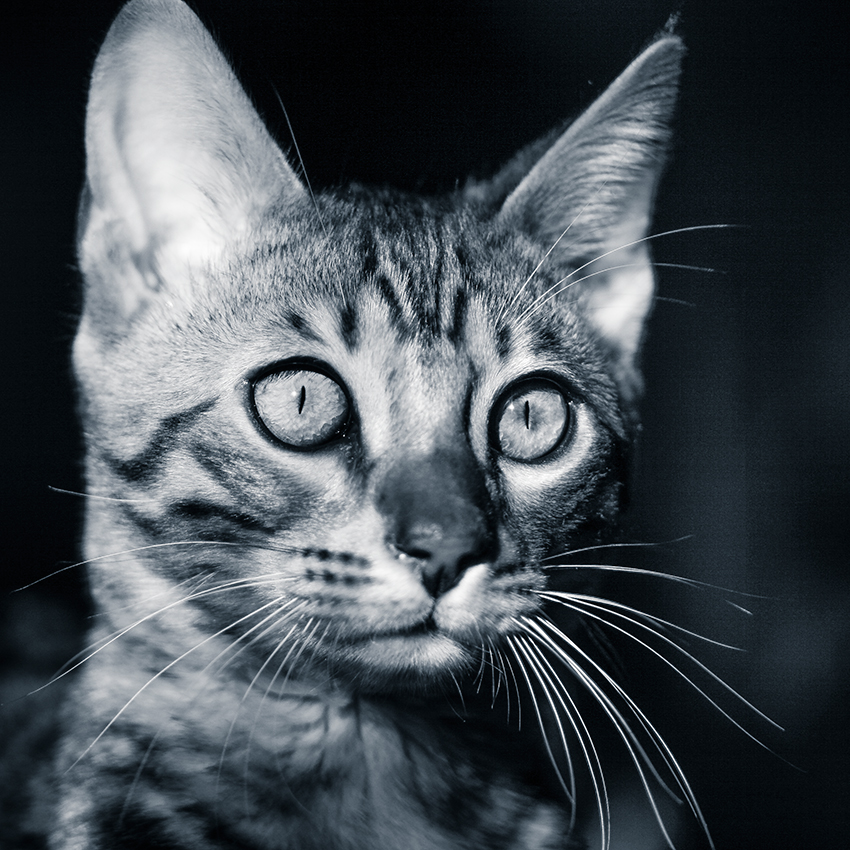 Fenjah, chat du Bengale - Portrait - Montpellier
