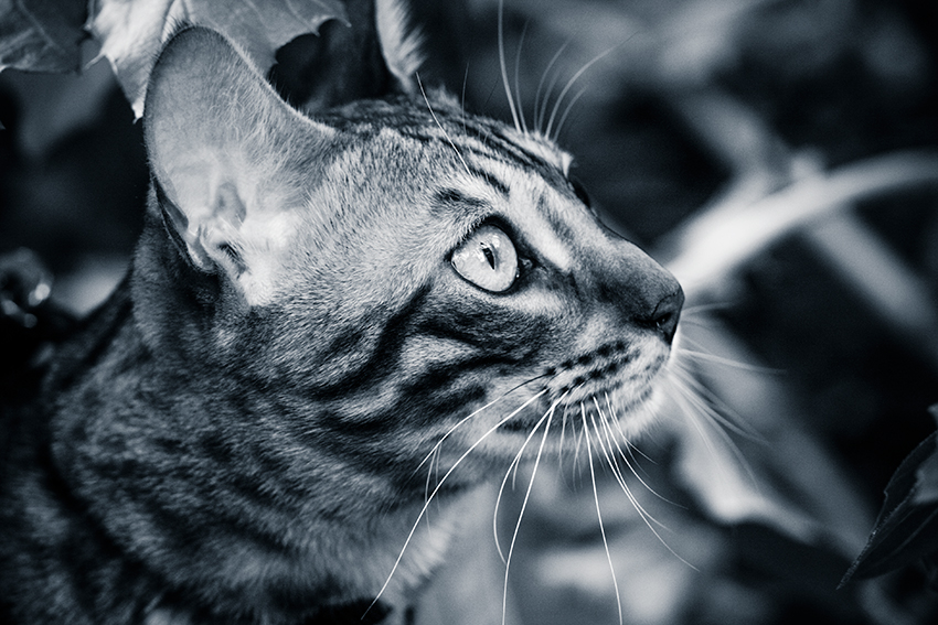 Fenjah, chat du Bengale - Au jardin des Plantes - Montpellier