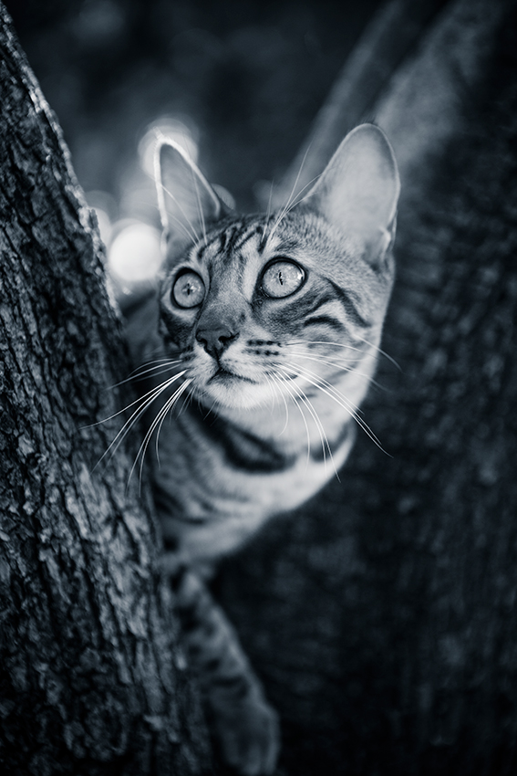 Fenjah, chat du Bengale - Au jardin des Plantes - Montpellier