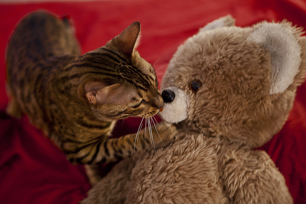 Fenjah, chat du Bengale - Moment tendresse