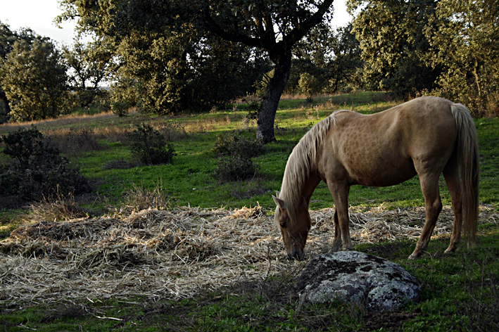 San Calixto - Parc Hornachuelos - Province de Cordoue - Andalousie - Espagne