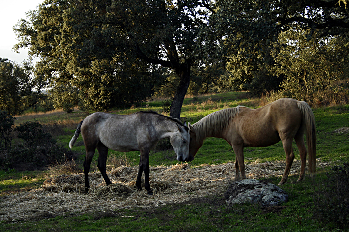 San Calixto - Parc Hornachuelos - Province de Cordoue - Andalousie - Espagne