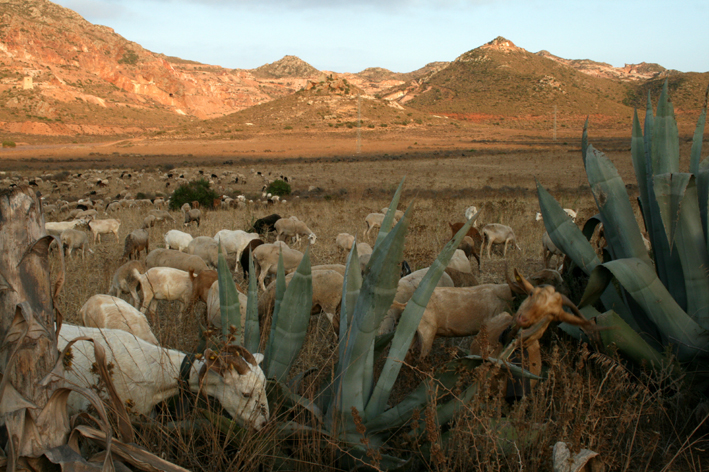 El Pozo de los Frailes - Cabo del Gata - Andalousie - Espagne