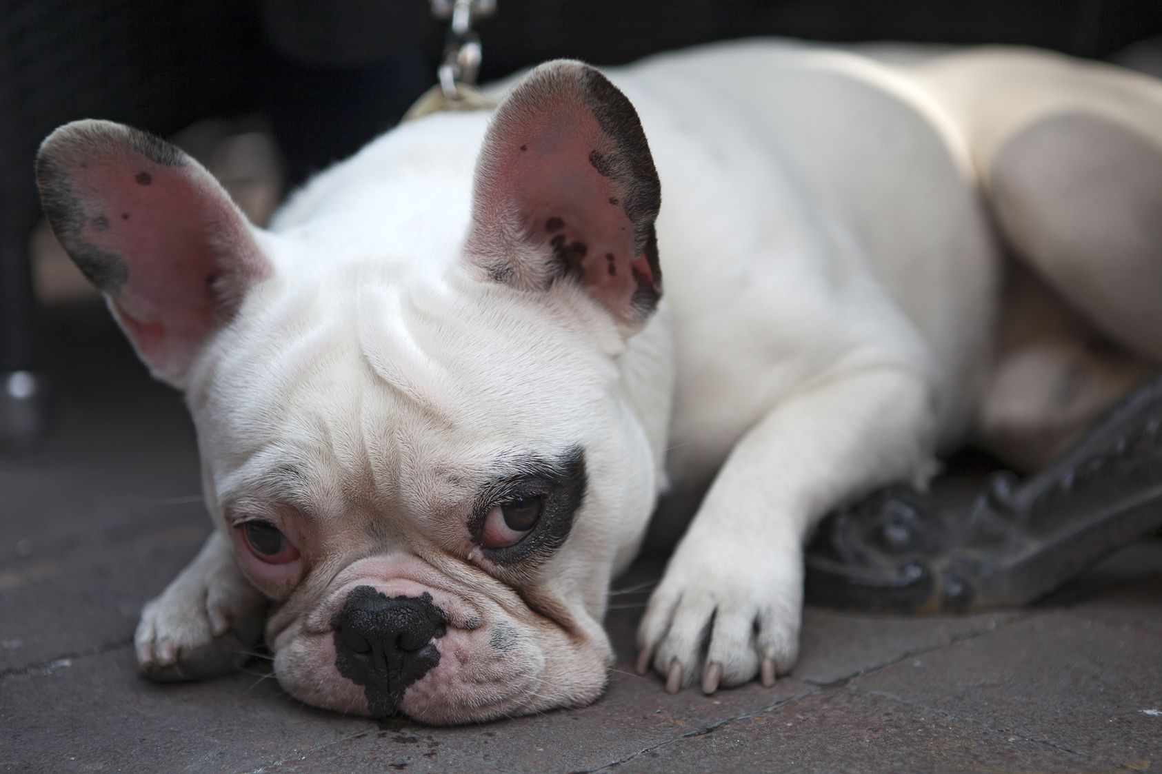 Bob, bouledogue Français mâle - Montpellier