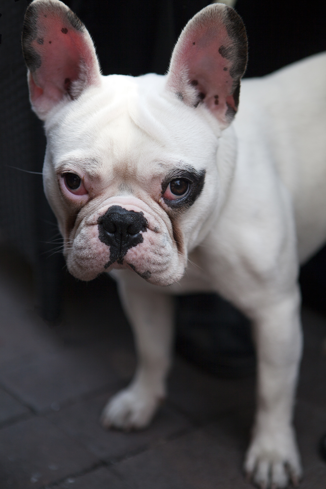 Bob, bouledogue Français mâle - Montpellier