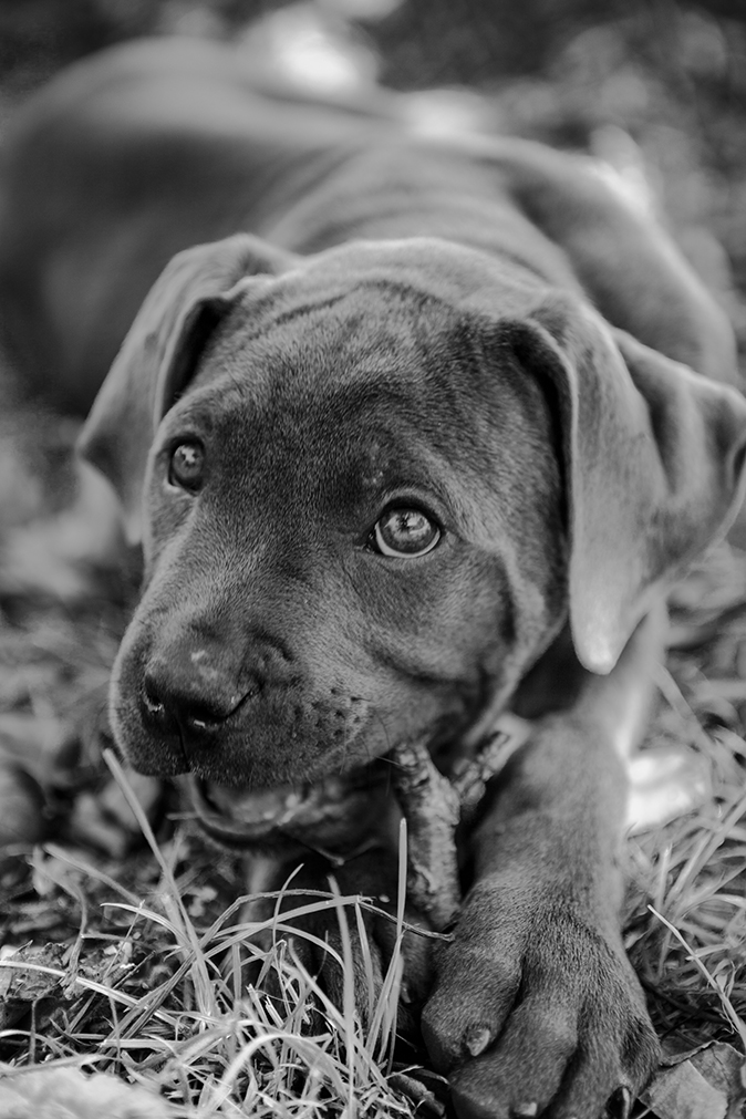 Lamy, Cani Corso mâle - Montpellier