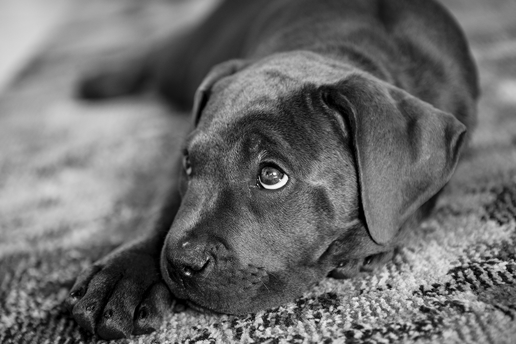 Lamy, Cani Corso mâle - Montpellier