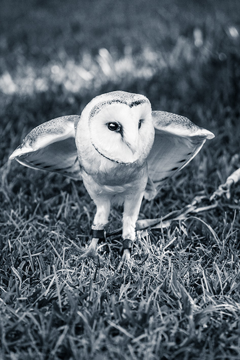 zoo de rapaces - Peniscola - Espagne