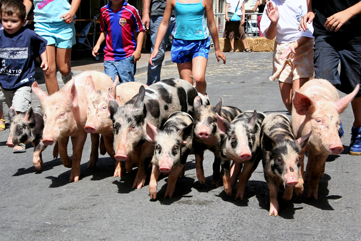 Course de cochons - Sommières