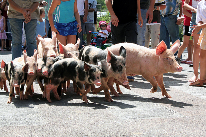 Course de cochons - Sommières