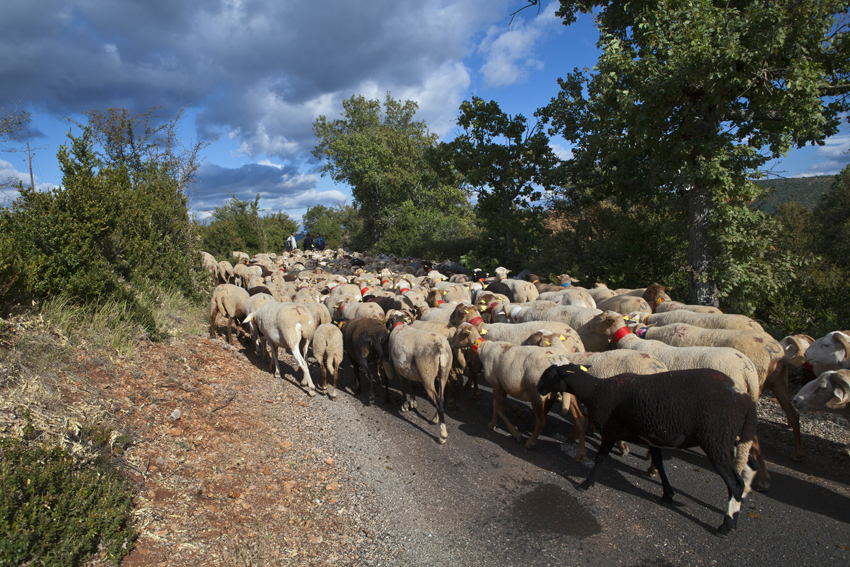 Transumance, Les Besses - Larzac - Hérault