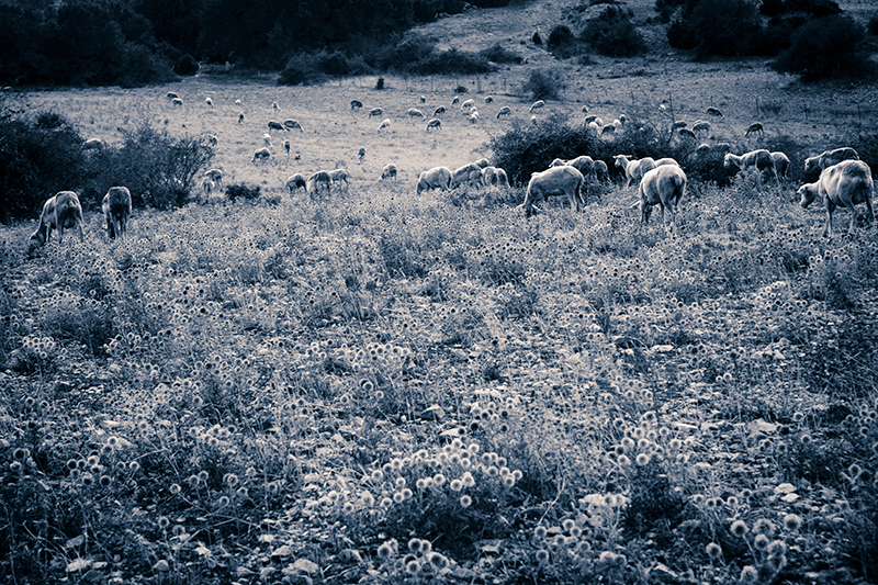 Larzac - Hérault