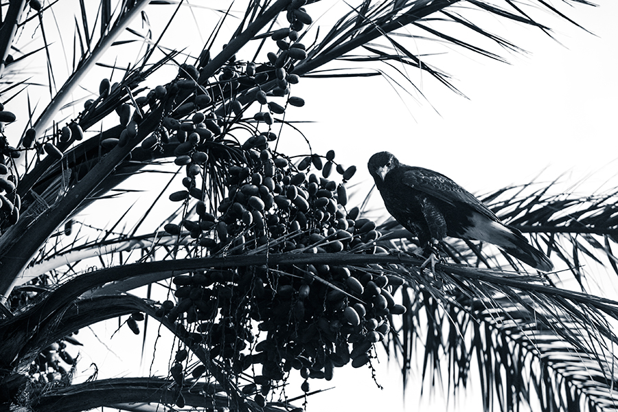 zoo de rapaces - Peniscola - Espagne