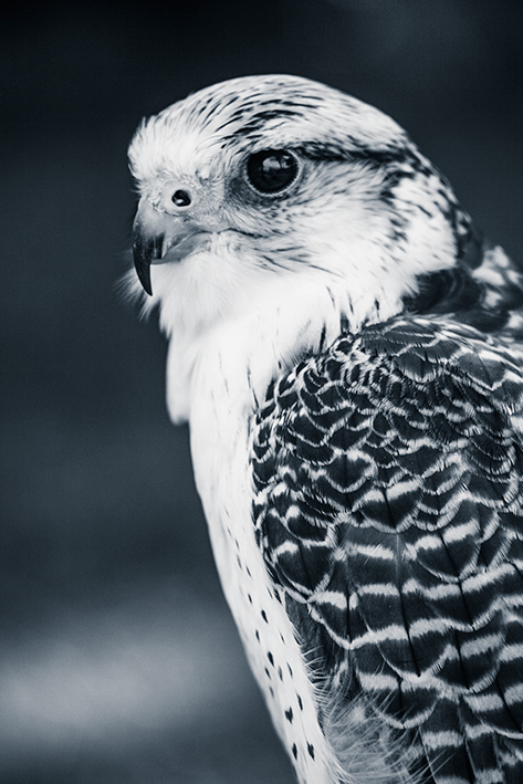 zoo de rapaces - Peniscola - Espagne