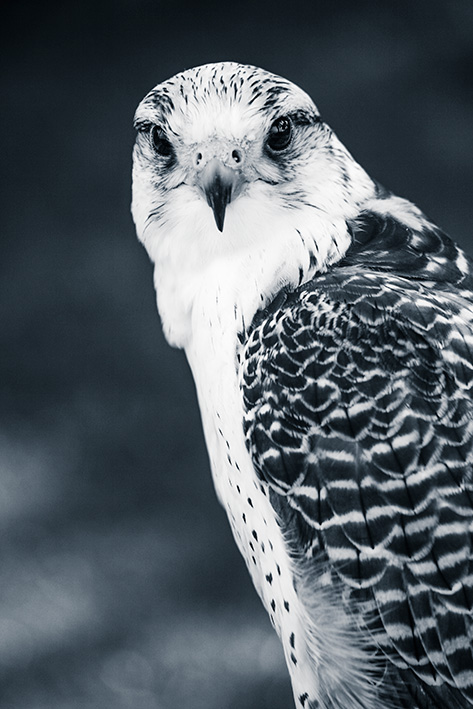 zoo de rapaces - Peniscola - Espagne