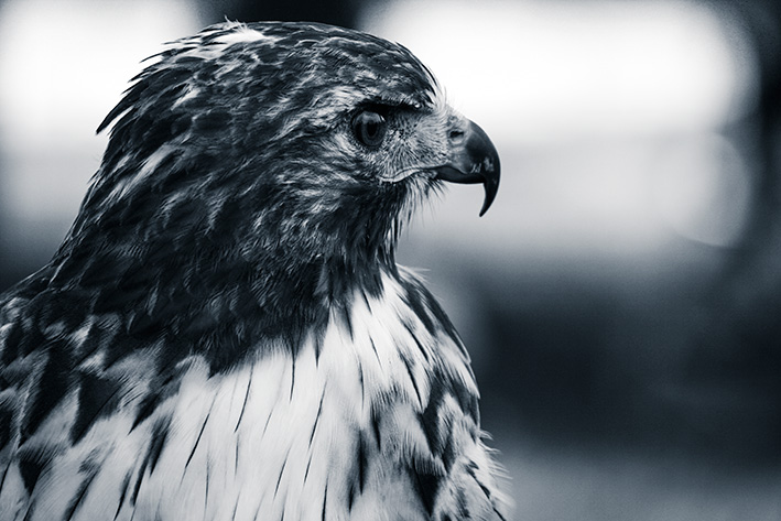 zoo de rapaces - Peniscola - Espagne