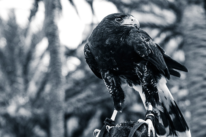 zoo de rapaces - Peniscola - Espagne