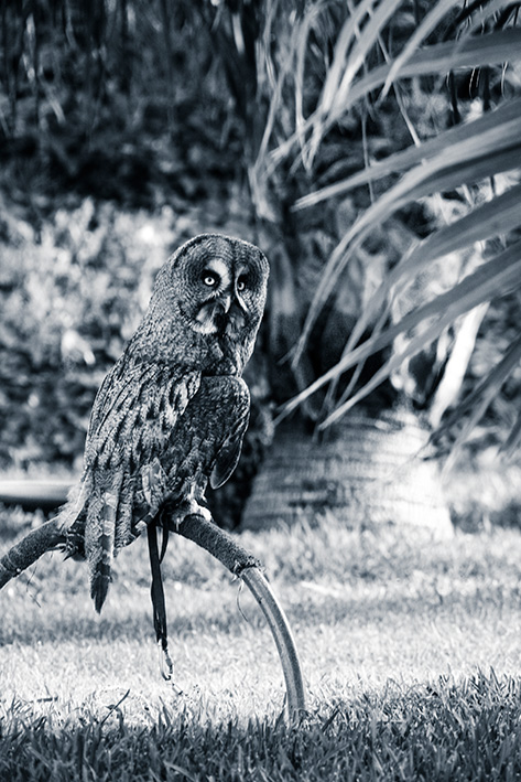 zoo de rapaces - Peniscola - Espagne