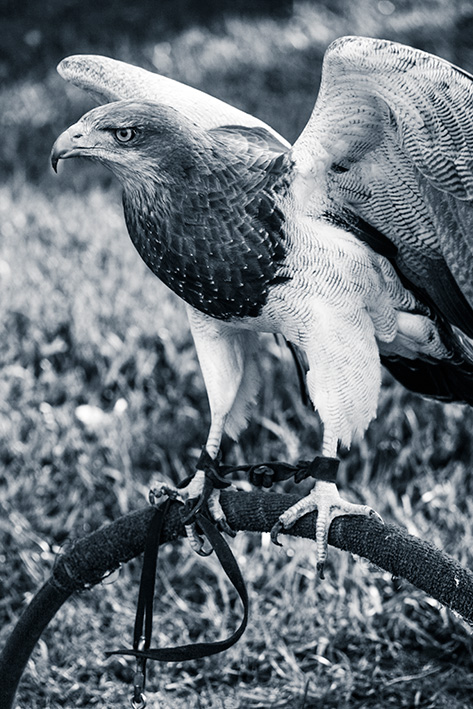 zoo de rapaces - Peniscola - Espagne