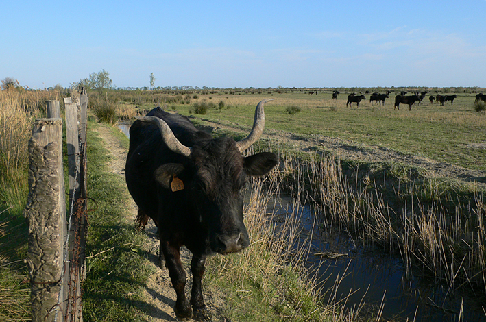 Saintes Maries de la Mer - Camargue