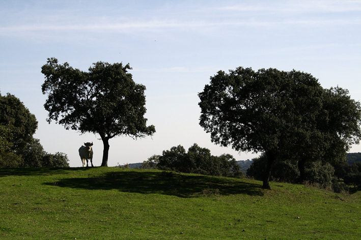 San Calixto - Parc Hornachuelos - Province de Cordoue - Andalousie - Espagne