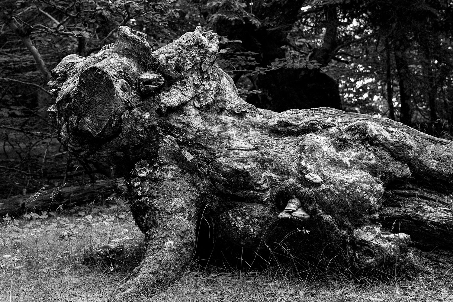 Avant j'étais - Lozère 2019