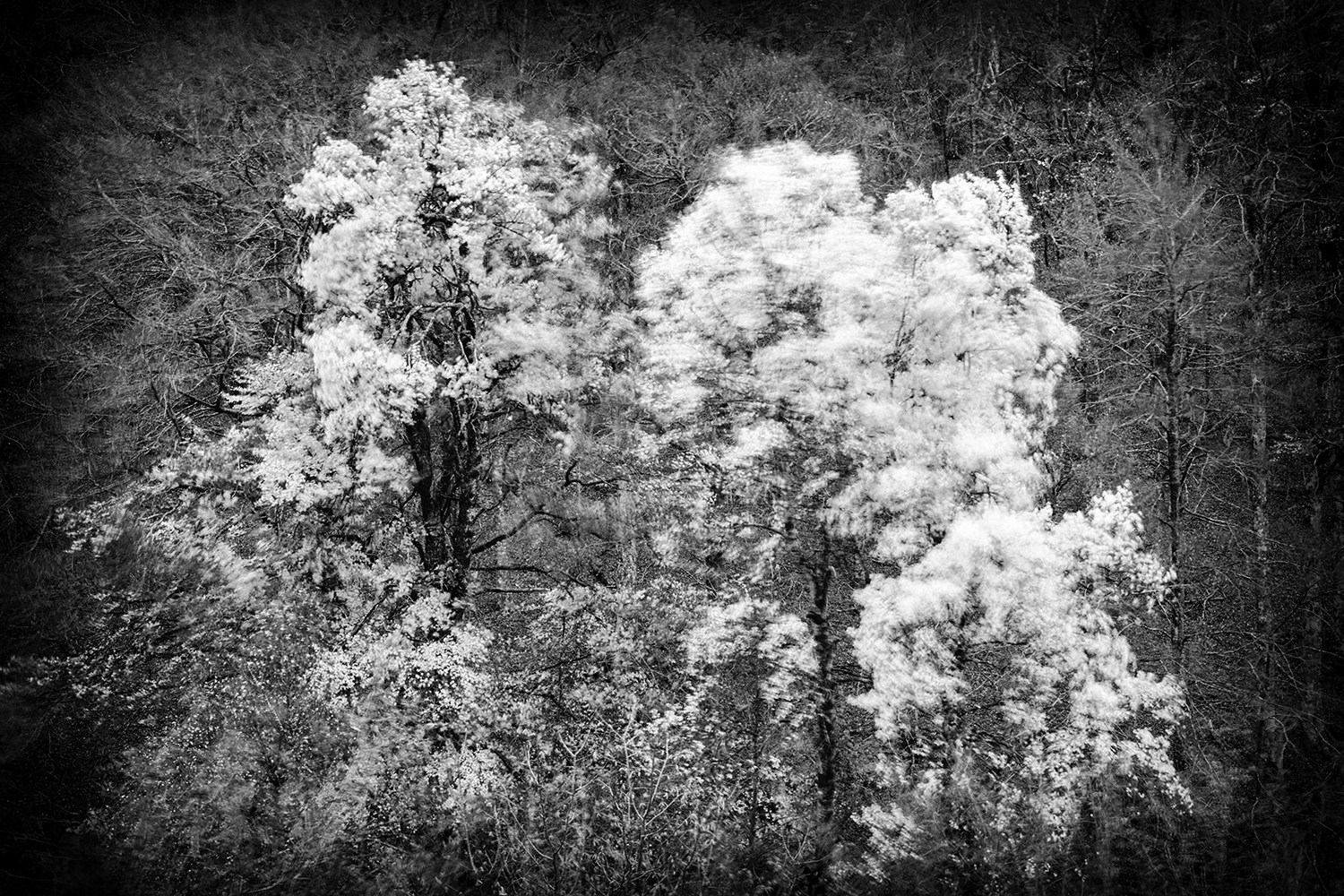 Photographie Les indomptables