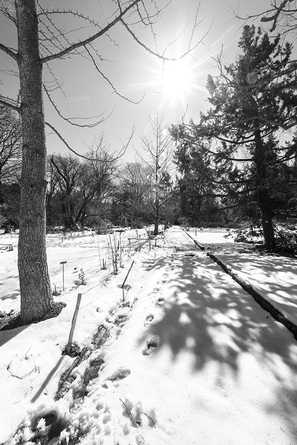 Montpellier sous la neige, Le Jardin des Plantes - 02 mars 2018