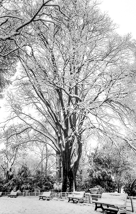 L'Esplanade sous la neige - Montpellier