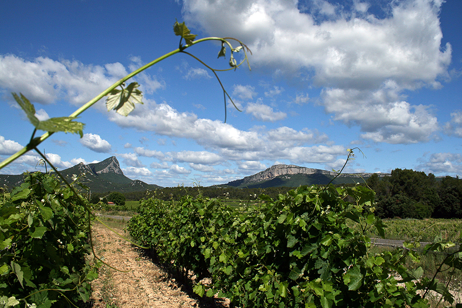 Le Pic St Loup et la Chaîne de L'Hortus - Hérault - Languedoc Roussillon