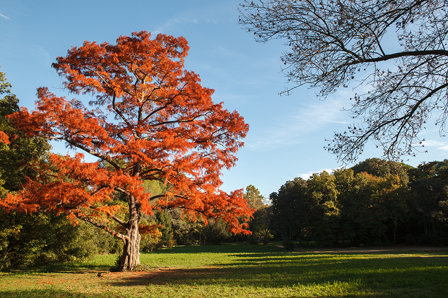 Parc Fontcolombe - Montpellier - Hérault - Languedoc Roussillon