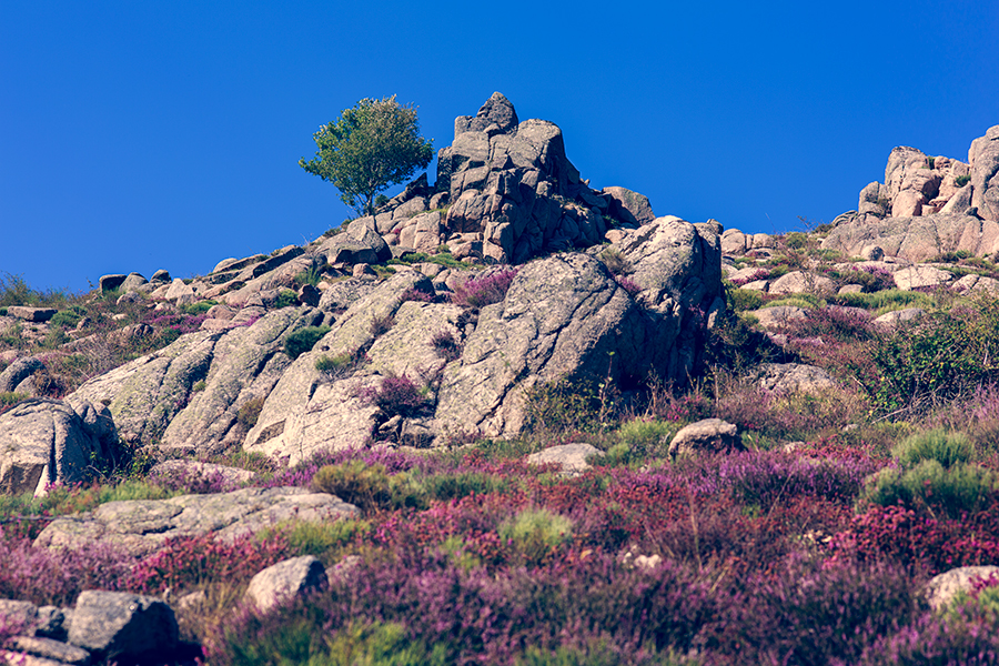 Grizac - Lozère - Languedoc Roussillon