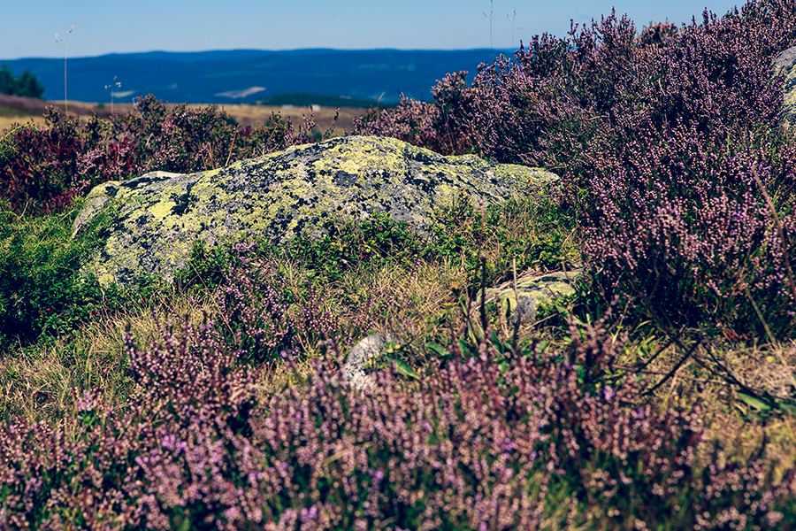 Mont Lozère - Languedoc Roussillon