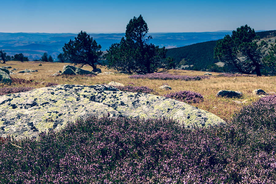 Mont Lozère - Languedoc Roussillon