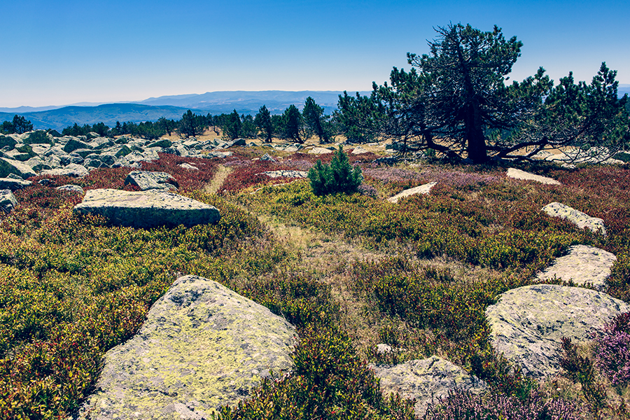 Mont Lozère - Languedoc Roussillon