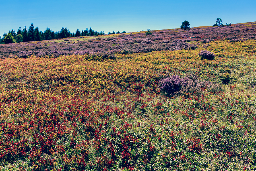 Mont Lozère - Languedoc Roussillon